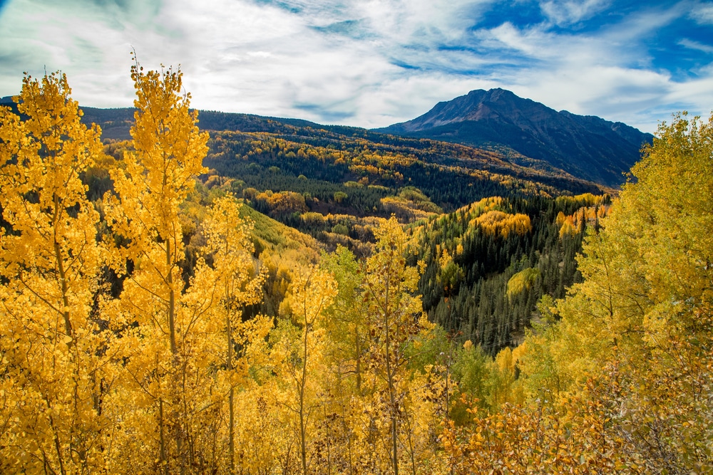 One of the best things to do in New Mexico this fall is to enjoy the beautiful fall folaige