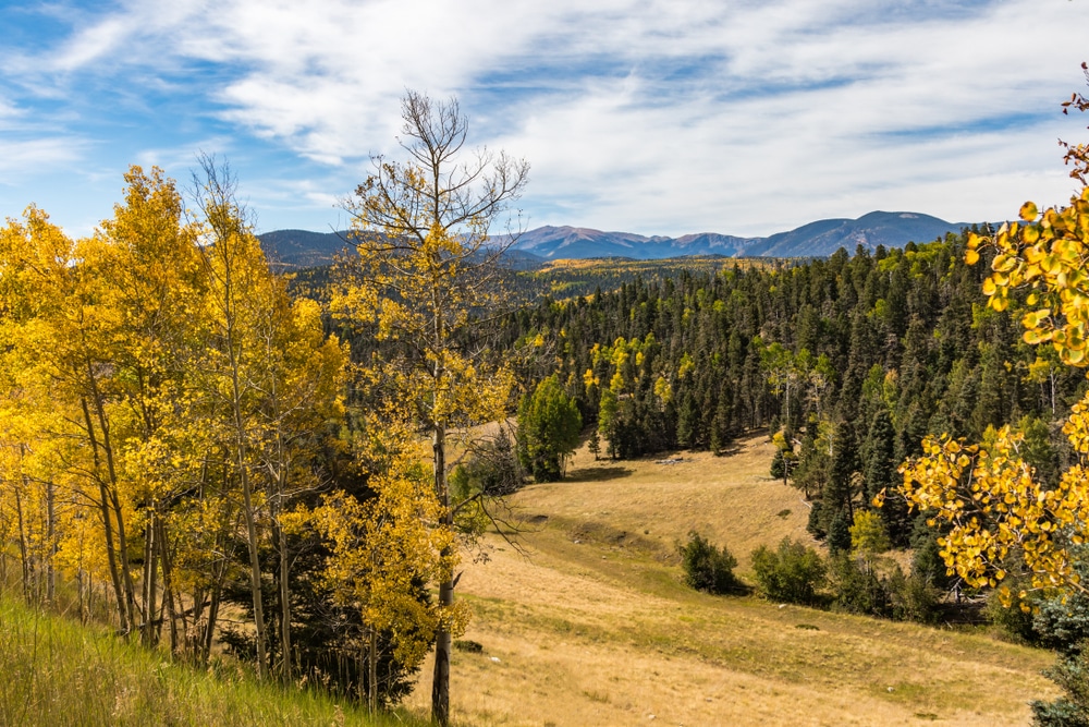 The view of fall foliage from a hiking trail in Carson National Forest in New Mexico