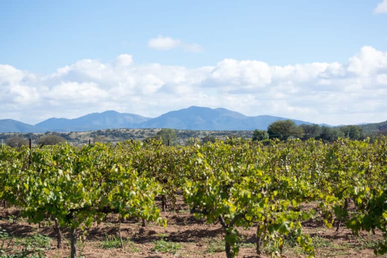 Vineyard views and wine tasting at the best New Mexico wineries