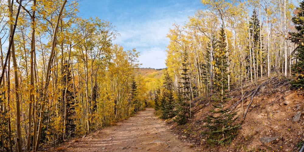 Stunning trail in fall to the Aspen Vista Trail, one of the best Northern New Mexico Hikes