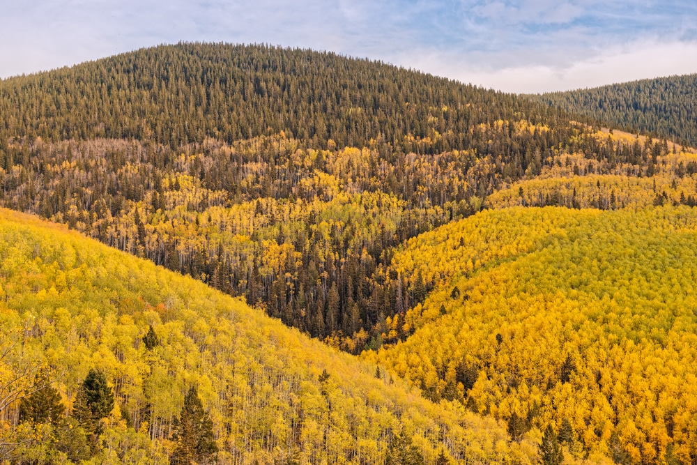 Stunning views of the colorful fall foliage from the Aspen Vista Trail, one of the best Northern New Mexico hikes