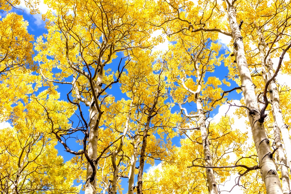 Bright yellow aspens, one of the best reasons to experience fall in New Mexico