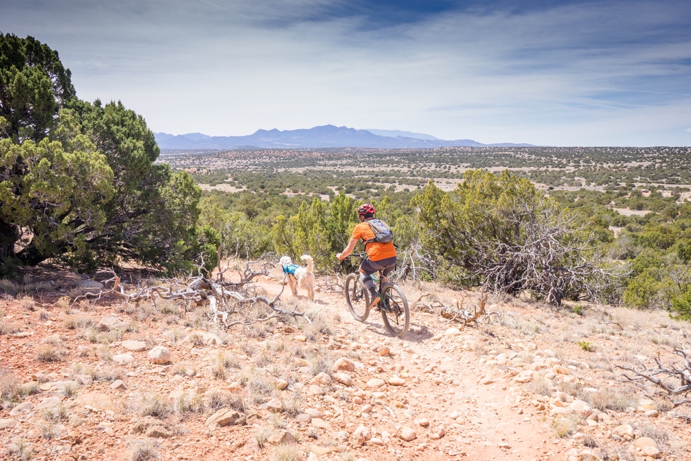 New Mexico mountain biking trail with a dog