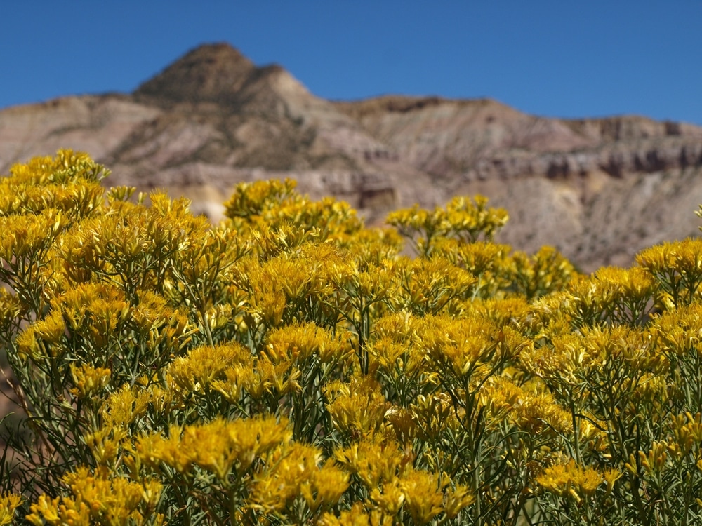 Yellow wildflowers on some of the best trails for hiking in New Mexico