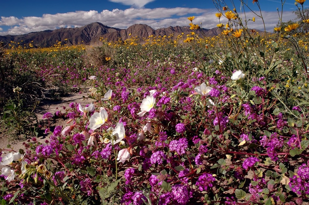 Wildflowers while enjoying some of the best Hiking in New Mexico near our Bed and Breakfast